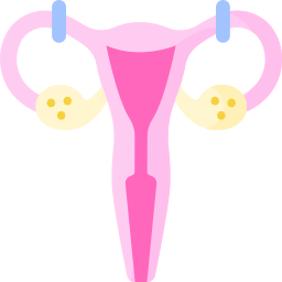 Uterus and ovaries illustration for gynecologist in Pune